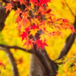Photo fall trendy colors