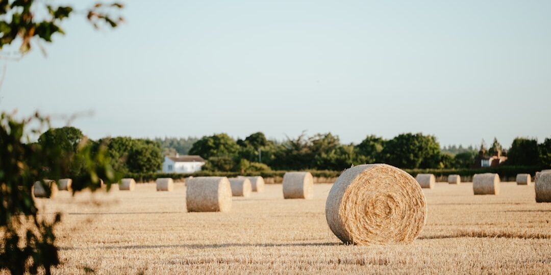 Photo harvest festival