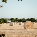 Photo harvest festival