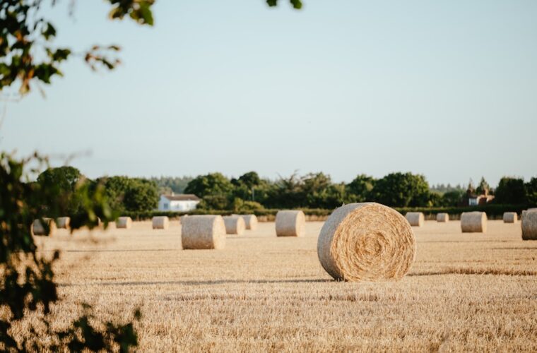 Photo harvest festival