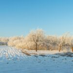 Zimowy spacer zamiast scrollowania - jak skutecznie się zresetować?