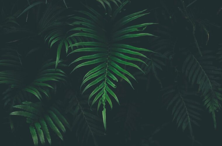 Photo leaf
