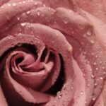 Photo dusty rose