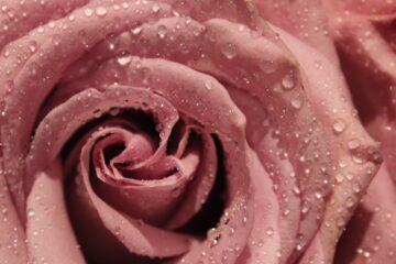 Photo dusty rose